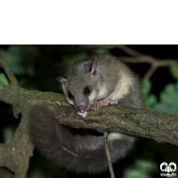 گونه سنجابک جنگلی Fat Dormouse